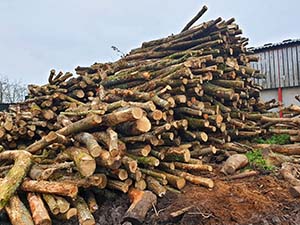 logs