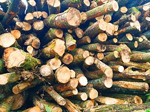 logs