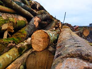 logs